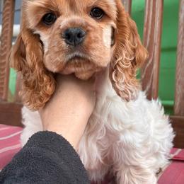 Bless’d - Cocker Spaniel