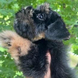 Striker - Black and silver male Miniature Schnauzer puppy in Grayson, Kentucky from Seventh Heaven Schnauzers