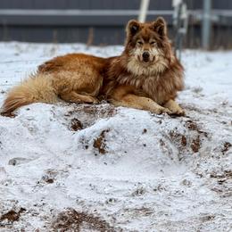 Mekko - Native American Indian Dog