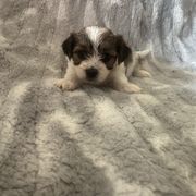 Orange Collar - Liver and white male Shorkie puppy in Staten Island, New York from Sensational Shorkies