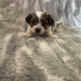 Orange Collar - Liver and white male Shorkie puppy in Staten Island, New York from Sensational Shorkies
