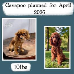 Cavapoo puppies from Fisher River Doodle's