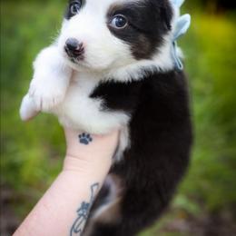 Sneezy - Black tri-color male Australian Shepherd puppy in Georgetown, Texas from River Reign Australian Shepherds