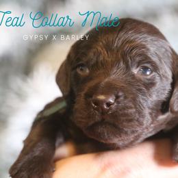 Boy 1 - Liver male Boykin Spaniel puppy in Capron, Virginia from Triple Creek Kennel