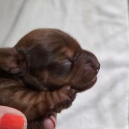 Boy 1 - Chocolate and tan male Dachshund puppy in Cowen, West Virginia from Bennett Babies