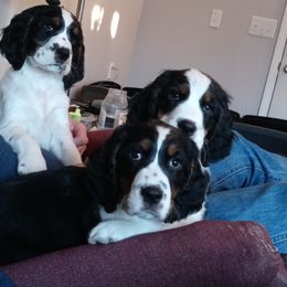 English Springer Spaniel Puppies from Music City Springers