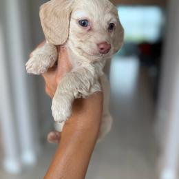 Cream female-4200 - Cream female Dachshund puppy in Winter Haven, Florida from Dreamwork Dachshunds