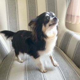 Meena - Chihuahua