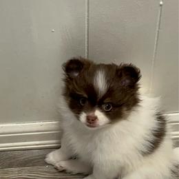 Spicy Girl 2 - Tri-colored female Pomeranian puppy in Maplefalls, Washington from Snow peak poms