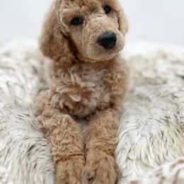 Poodle Puppies from Wild Suns Farm