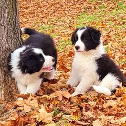 Border Collie Puppies from Camden Creek Farm