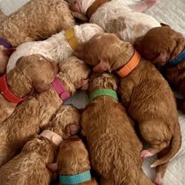 Goldendoodles from Goldendoodles of Oz