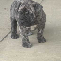 Blue collar male - Brindle male Boerboel puppy in Guysville, Ohio from Fueled Kennel