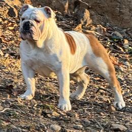 Martha - Bulldog