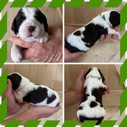 Green - Liver and white male English Springer Spaniel puppy in Godley, Texas from Legacy Springer Spaniels