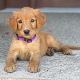 Golden Retrievers from Sunnyside Meadows Goldens
