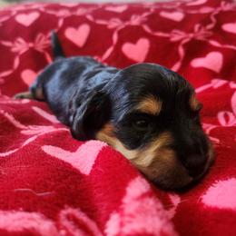 Girl 2 - Black and tan female Dachshund puppy in Wisconsin from Poppy's Darling Dachshunds