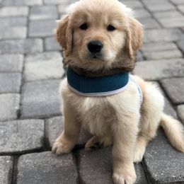 Golden Retriever and Labrador Retriever Puppies from Bear Pond Retrievers