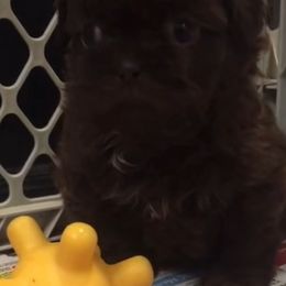 Shih Tzu Puppies from Adrianas Beautiful Shitzu’s