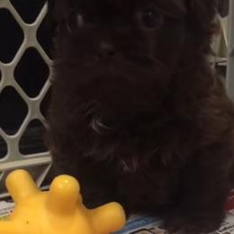 Shih Tzu Puppies from Adrianas Beautiful Shitzu’s