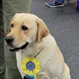 Labrador Retrievers from Sliding G Ranch, LLC