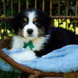 Jelly Bean - Black tri-color male Australian Shepherd puppy in Victoria, Texas from Silvermist Australian Shepherds