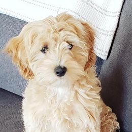 Double Doodles from Crossfield Doodles Gulf Coast