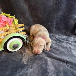 Pink and Black Collar - Silver gray female Weimaraner puppy in Sevierville, Tennessee from K&K Weimaraners