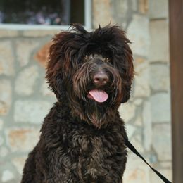 Kona - Australian Labradoodle