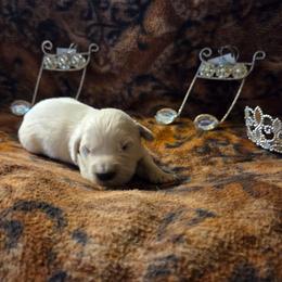 Willow Girl 3 - Light golden female Golden Retriever puppy in Niles, Michigan from Composer Goldens