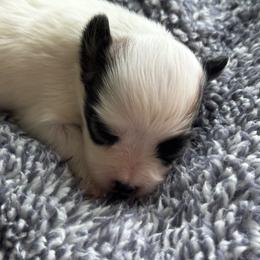 Lucie's white and sable boy 2 - White and sable male Papillon puppy in Shirley, Arkansas from Lucky Pups