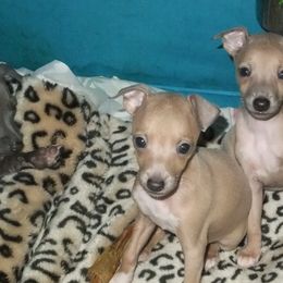 Azawakh and Italian Greyhound Puppies from Noblewinds