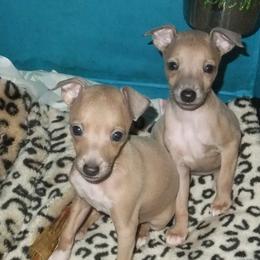 Azawakh and Italian Greyhound Puppies from Noblewinds
