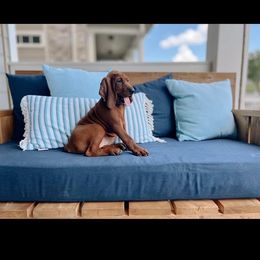 Redbone Coonhound Puppies from Shannon Family Redbone Coonhounds
