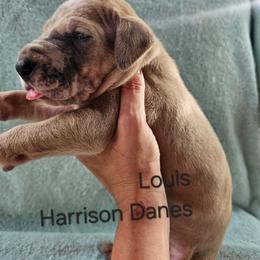 Louis - Merle male Great Dane puppy in Grass Lake, Michigan from Harrison Danes