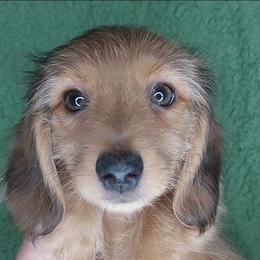 IKE - Red Dapple Silky - Dapple male Dachshund puppy in Swink, Oklahoma from Palali Farm