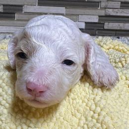 Bashful - White female Poodle puppy in Akeley, Minnesota from Blessed Acres Miniature Poodles