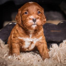 Goldendoodle puppies from Good Dog Doodles