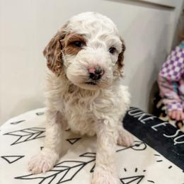 John - Parti male Poodle puppy in Saint George, Utah from Oodles of Poodles