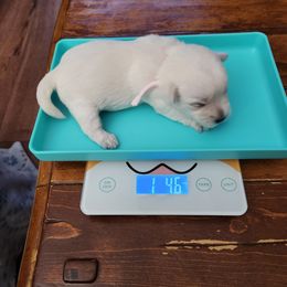 Pink - White female West Highland White Terrier puppy in Vermilion, Ohio from Snowy Mountain West Highland White Terriers