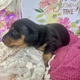 Espresso AKC - Black and tan female Dachshund puppy in Hendersonville, North Carolina from Snarky Doxy Miniature Dachshunds