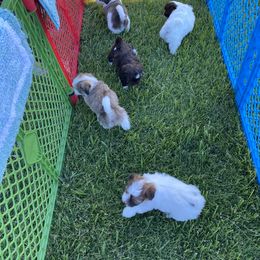 Havanese Puppies from Happy Havanese Gems