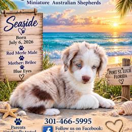 Seaside - Red merle male Miniature Australian Shepherd puppy in Port Saint Lucie, Florida from Charlene Brannon's Mini Australian Shepherds