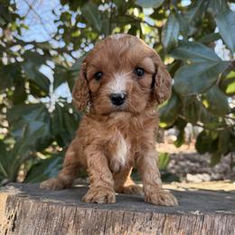 Teddy - Red male Cavapoo puppy in Rio Linda, California from VitPom Puppies