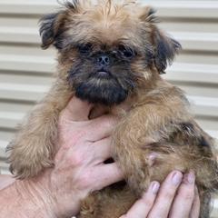 Fudge - Belge male Brussels Griffon puppy in Yucaipa, California from Griffs & Giggles Ranch - The Cortez Family
