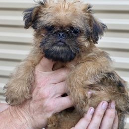 Fudge - Belge male Brussels Griffon puppy in Yucaipa, California from Griffs & Giggles Ranch - The Cortez Family