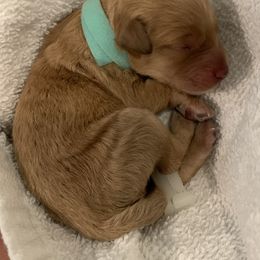 Goldendoodle Puppies from Missoula Family Goldendoodles