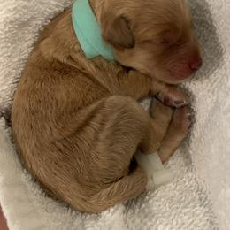 Goldendoodle Puppies from Missoula Family Goldendoodles