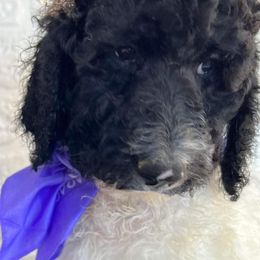 Goldendoodle and Poodle Puppies from Elizabeth Rocha's Doodles