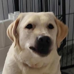 Barbie - Labrador Retriever